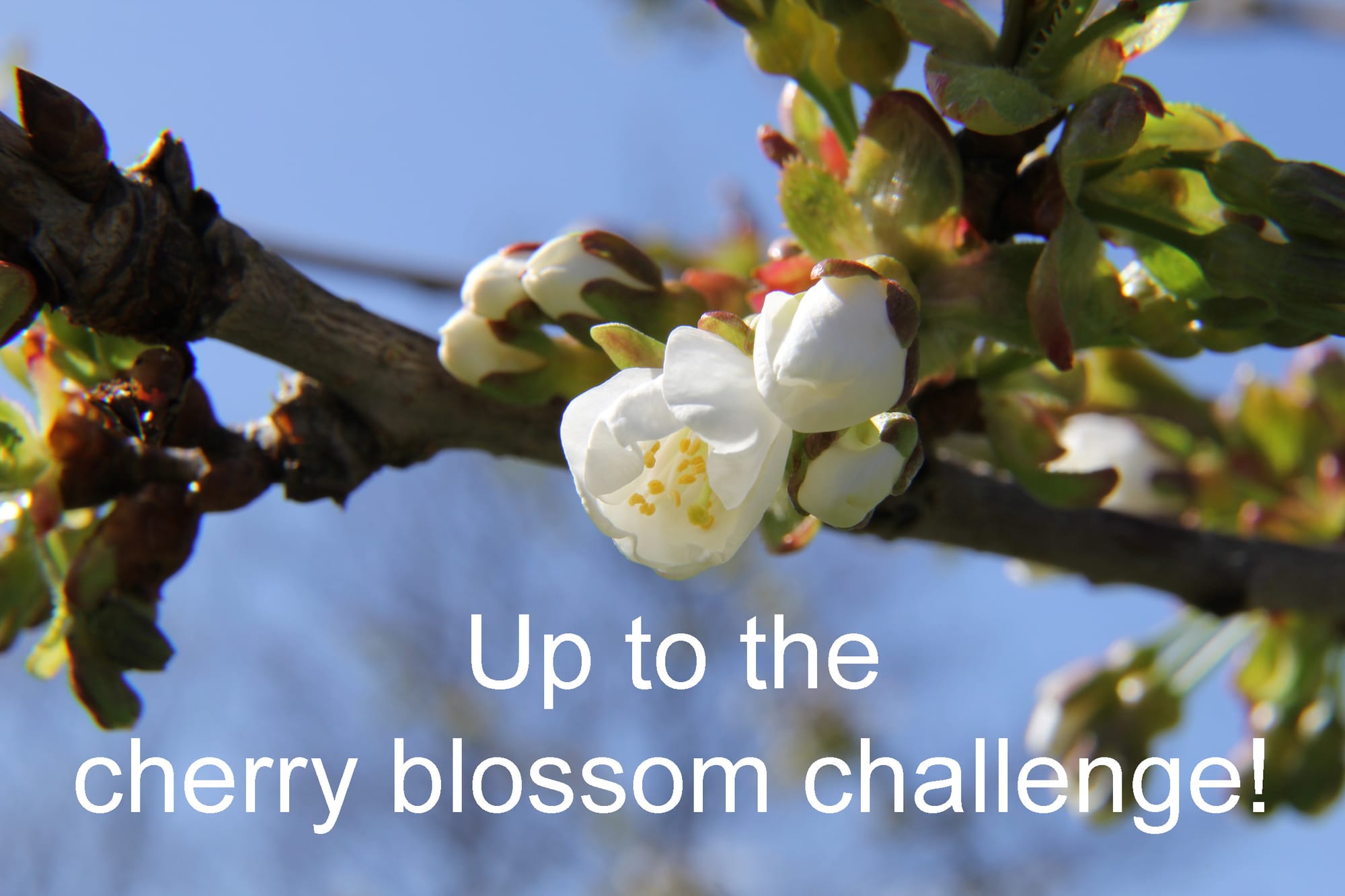 #Cherryblossomchallenge!